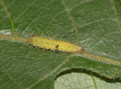 Xyroptila oenophanes