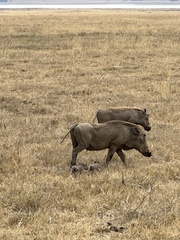 Phacochoerus africanus massaicus