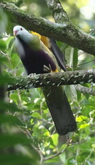 Ptilinopus magnificus