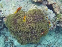 Amphiprion nigripes