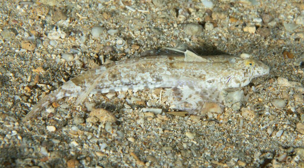 Goram Dragonet