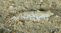 Diplogrammus goramensis