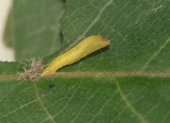 Xyroptila oenophanes