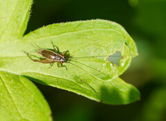 Gryllidae