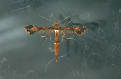 Xyroptila oenophanes
