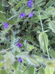 Psoralea asarina