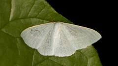 Prasinocyma ocyptera