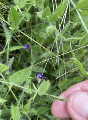 Psoralea asarina