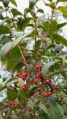 Viburnum luzonicum