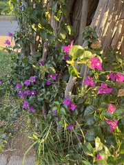 Bougainvillea