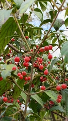 Viburnum luzonicum