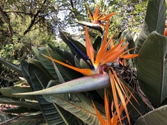 Strelitzia reginae reginae