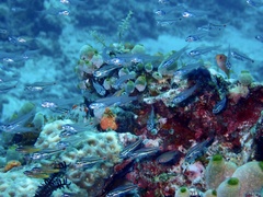 Ostorhinchus parvulus