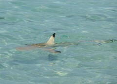 Carcharhinus melanopterus