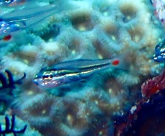 Ostorhinchus parvulus