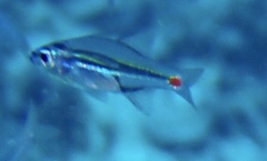 Ostorhinchus parvulus