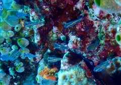 Ostorhinchus parvulus