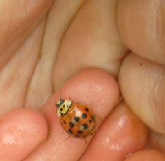 Harmonia axyridis