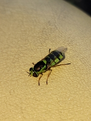 Odontomyia cincta