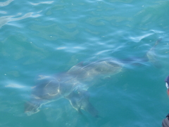 Carcharodon carcharias