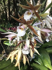 Phaius australis