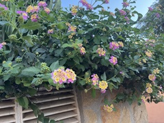 Lantana camara