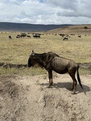 Connochaetes taurinus mearnsi