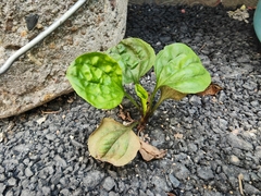 Plantago asiatica