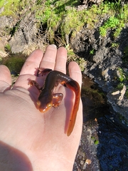Taricha sierrae