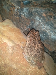 Sclerophrys gutturalis