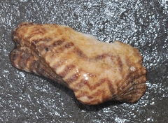 Arca noae