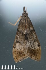 Uresiphita