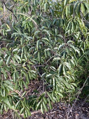 Diospyros morrisiana