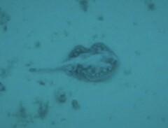 Urobatis jamaicensis