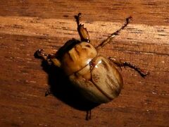 Cyclocephala signaticollis