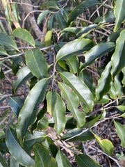 Diospyros morrisiana