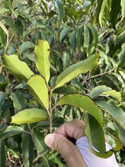 Diospyros morrisiana