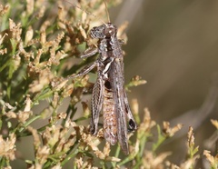 Melanoplus pictus