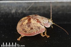 Paropsis charybdis