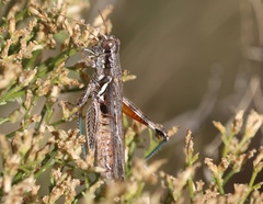 Melanoplus pictus
