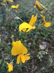 Crotalaria juncea
