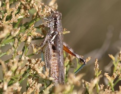 Melanoplus pictus