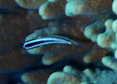 Thalassoma