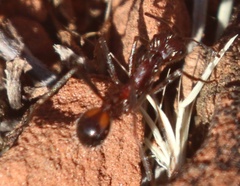 Novomessor albisetosus