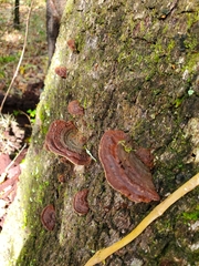 Punctularia strigosozonata
