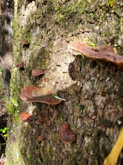 Punctularia strigosozonata