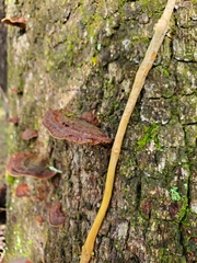 Punctularia strigosozonata