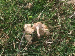 Cuphophyllus pratensis