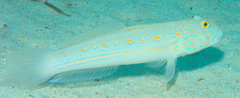 Valenciennea puellaris