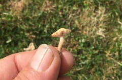 Cuphophyllus pratensis